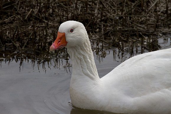 Snow Goose (Chen caerulescens) also known as Blue Goose
