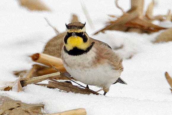 Horned Lark (Eremophila alpestris) also known as Shore Lark