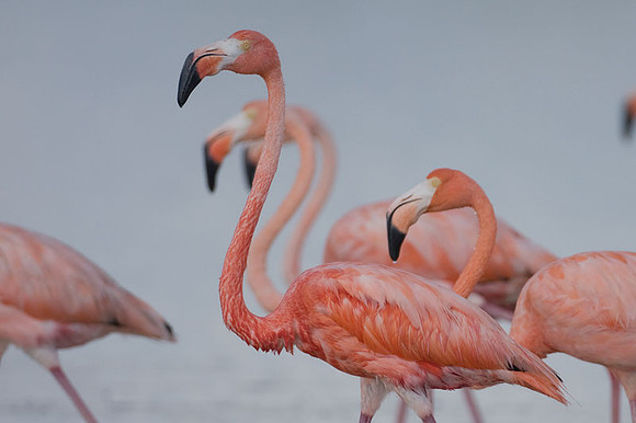 American Flamingo (Phoenicopterus ruber)