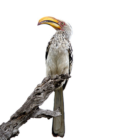 Southern Yellow-billed Hornbill (Tockus leucomelas)