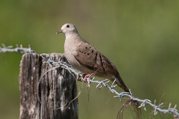 Ruddy Ground Dove (Columbina talpacoti) female