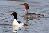 Common Merganser (Mergus merganser) drake; also known as Goosander