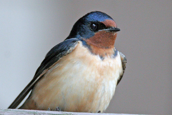 Barn Swallow (Hirundo rustica)