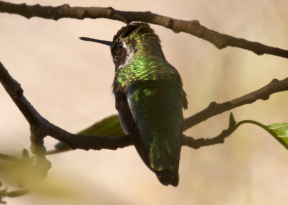 Anna's Hummingbird (Calypte anna)