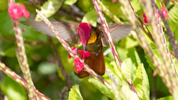 Ruby-topaz Hummingbird (Chrysolampis mosquitus) male