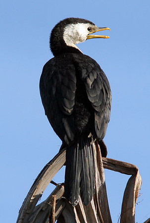 Little Pied Cormorant (Microcarbo melanoleucos) also known as Little Shag, Kawaupaka