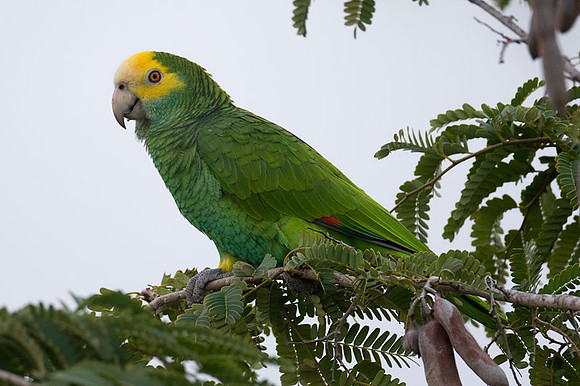 Yellow-shouldered Amazon (Amazona barbadensis) also known as Yellow-shouldered Parrot