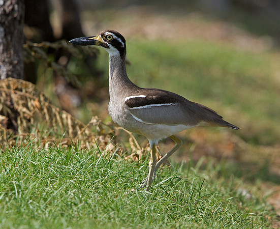 Beach Stone-curlew (Esacus magnirostris)