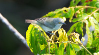 Black-faced Dacnis (Dacnis lineata) - female
