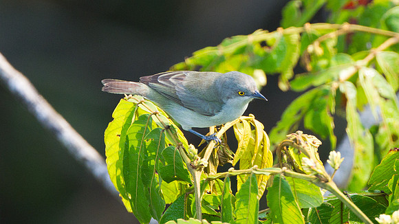 Black-faced Dacnis (Dacnis lineata) - female