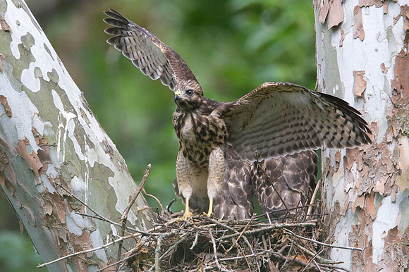Red-shouldered Hawk (Buteo lineatus) juvenile