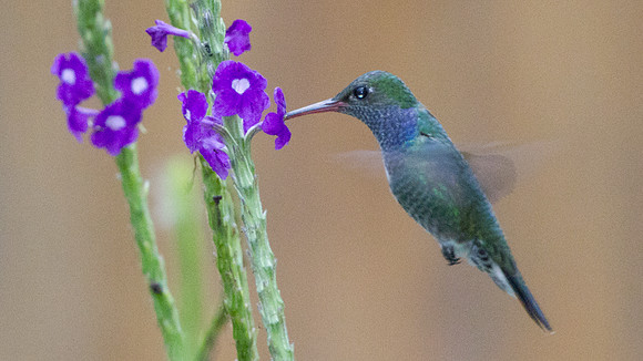 Sapphire-spangled Emerald (Amazilia lactea)