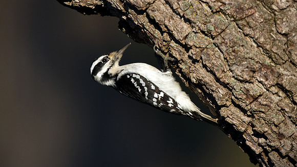 Hairy Woodpecker (Picoides villosus)