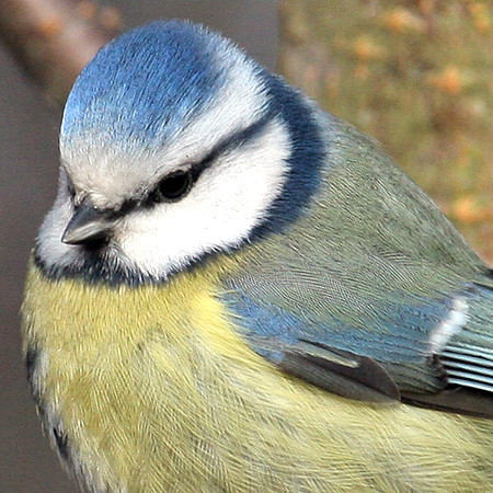 Blue Tit (Cyanistes caeruleus)