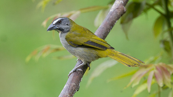 Buff-throated Saltator (Saltator maximus)