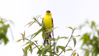 American Goldfinch (Carduelis tristis) male