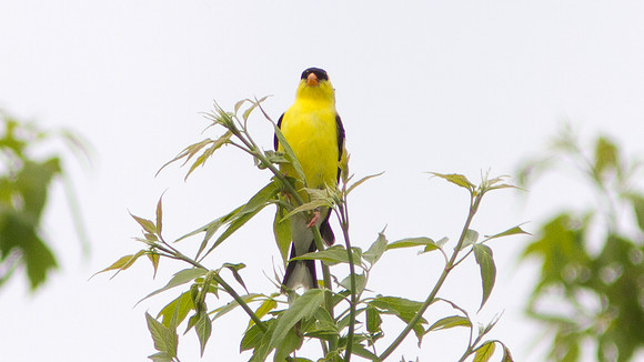 American Goldfinch (Carduelis tristis) male
