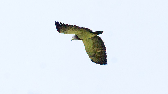 Black-chested Buzzard-Eagle (Geranoaetus melanoleucus)