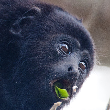 Black howler (Alouatta caraya)