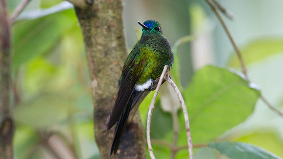 Sapphire-vented Puffleg (Eriocnemis luciani)