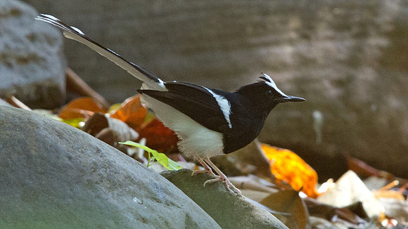 White-crowned forktail (Enicurus leschenaulti)