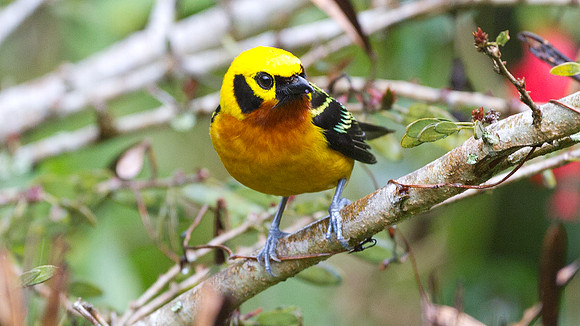 Golden Tanager (Tangara arthus)