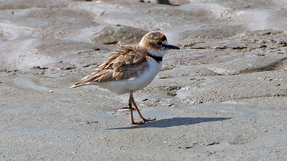 Collared Plover (Charadrius collaris)