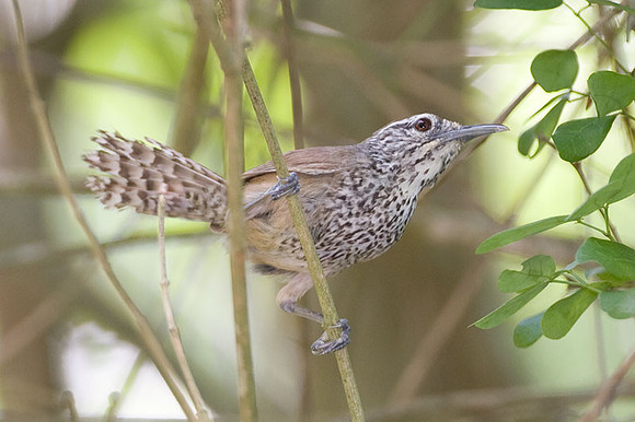 Spot-breasted Wren (Pheugopedius maculipectus)