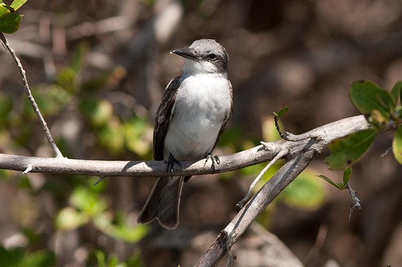 Gray Kingbird (Tyrannus dominicensis)
