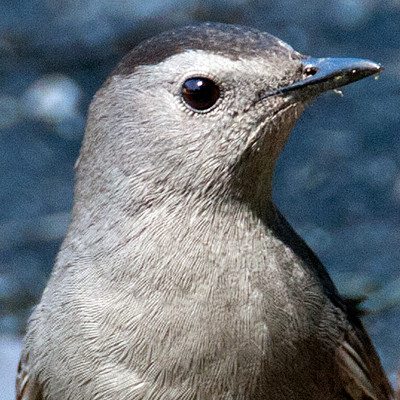 Gray Catbird (Dumetella carolinensis)