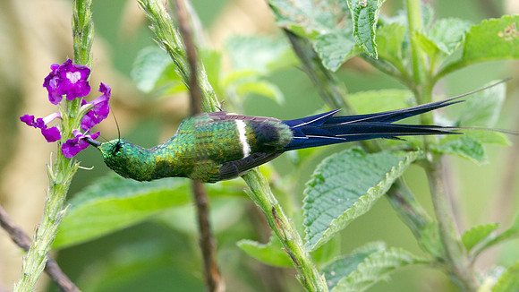 Wire-crested Thorntail (Discosura popelairii)