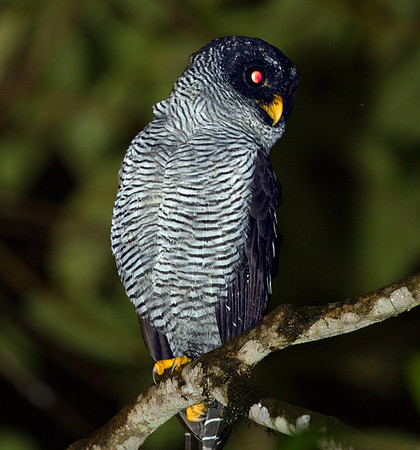 Black-and-white Owl (Strix nigrolineata)