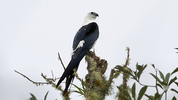 Swallow-tailed Kite (Elanoides forficatus)
