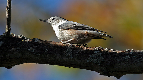 White-breasted nuthatch (Sitta carolinensis)