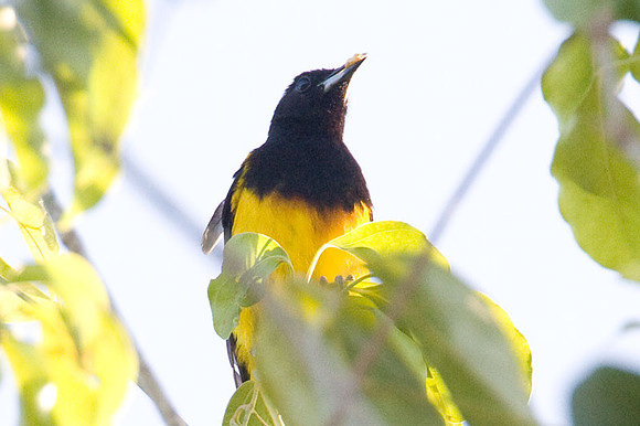 Black-cowled Oriole (Icterus prosthemelas) male