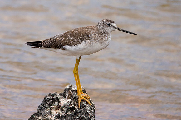 Greater Yellowlegs (Tringa melanoleuca)