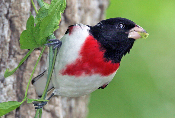 Rose-breasted Grosbeak (Pheucticus ludovicianus) male