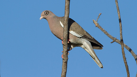 Bare-eyed Pigeon (Patagioenas corensis)