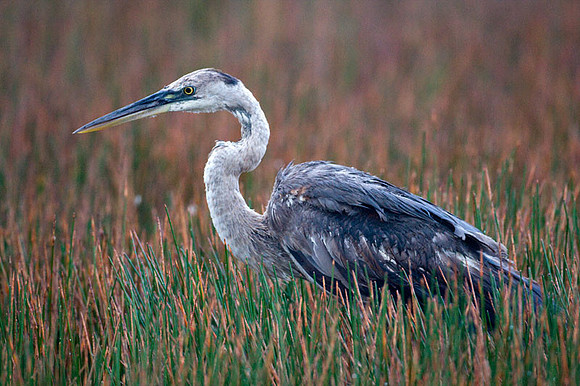 Great Blue Heron (Ardea herodias)