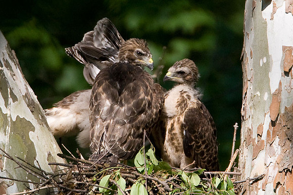 Red-shouldered Hawk (Buteo lineatus) juvenile