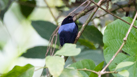 Yungas Manakin (Chiroxiphia boliviana)