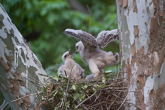 Red-shouldered Hawk (Buteo lineatus) juvenile