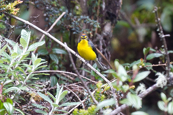 Spectacled Whitestart (Myioborus melanocephalus)