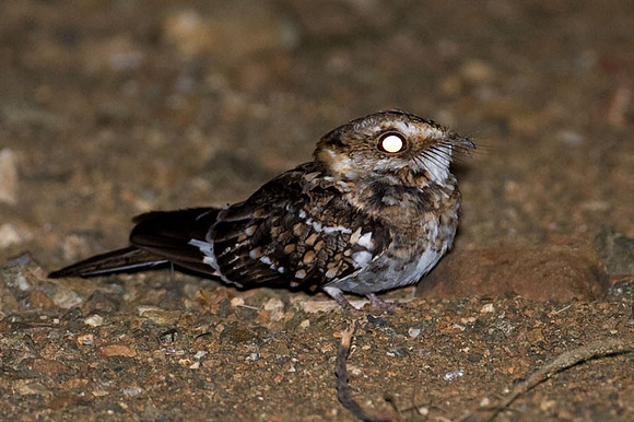 White-tailed Nightjar (Caprimulgus cayennensis)
