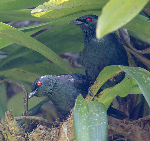 Asian glossy starling (Aplonis panayensis)