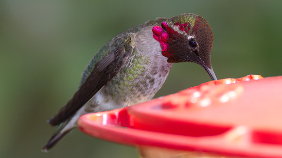 Anna's Hummingbird (Calypte anna)
