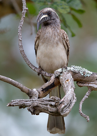 African Grey Hornbill (Tockus nasutus)