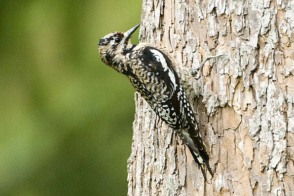 Yellow-bellied Sapsucker (Sphyrapicus varius) juvenile