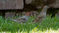 Red-headed Finch (Amadina erythrocephala) Male and Female
