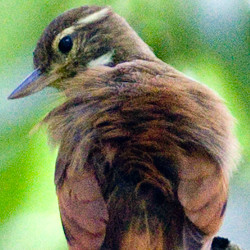 Plain Xenops (Xenops minutus)